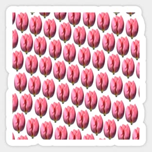 Tulipa &#39;Pretty Princess&#39; Triumph Group Tulip Sticker